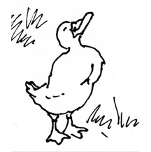 Sassy Duck by Kit Colman