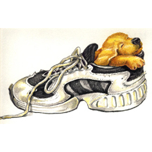 Dog in Shoe by Kit Colman